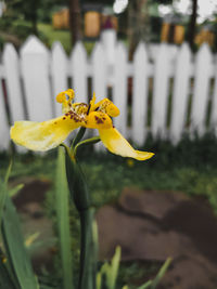 Close-up of yellow daffodil