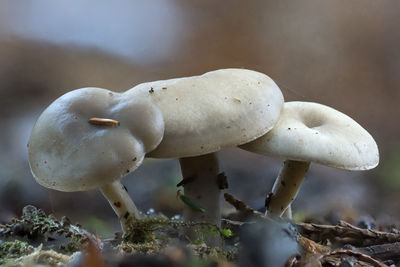 Close-up of mushrooms growing on field