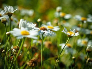 Close-up of white cosmos flowers blooming outdoors