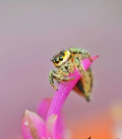 Close-up of insect on pink flower