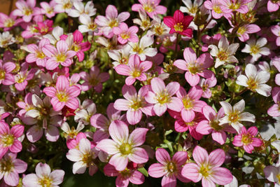 High angle view of pink flowering plants