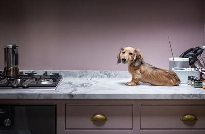 Dogs in cabinet at home