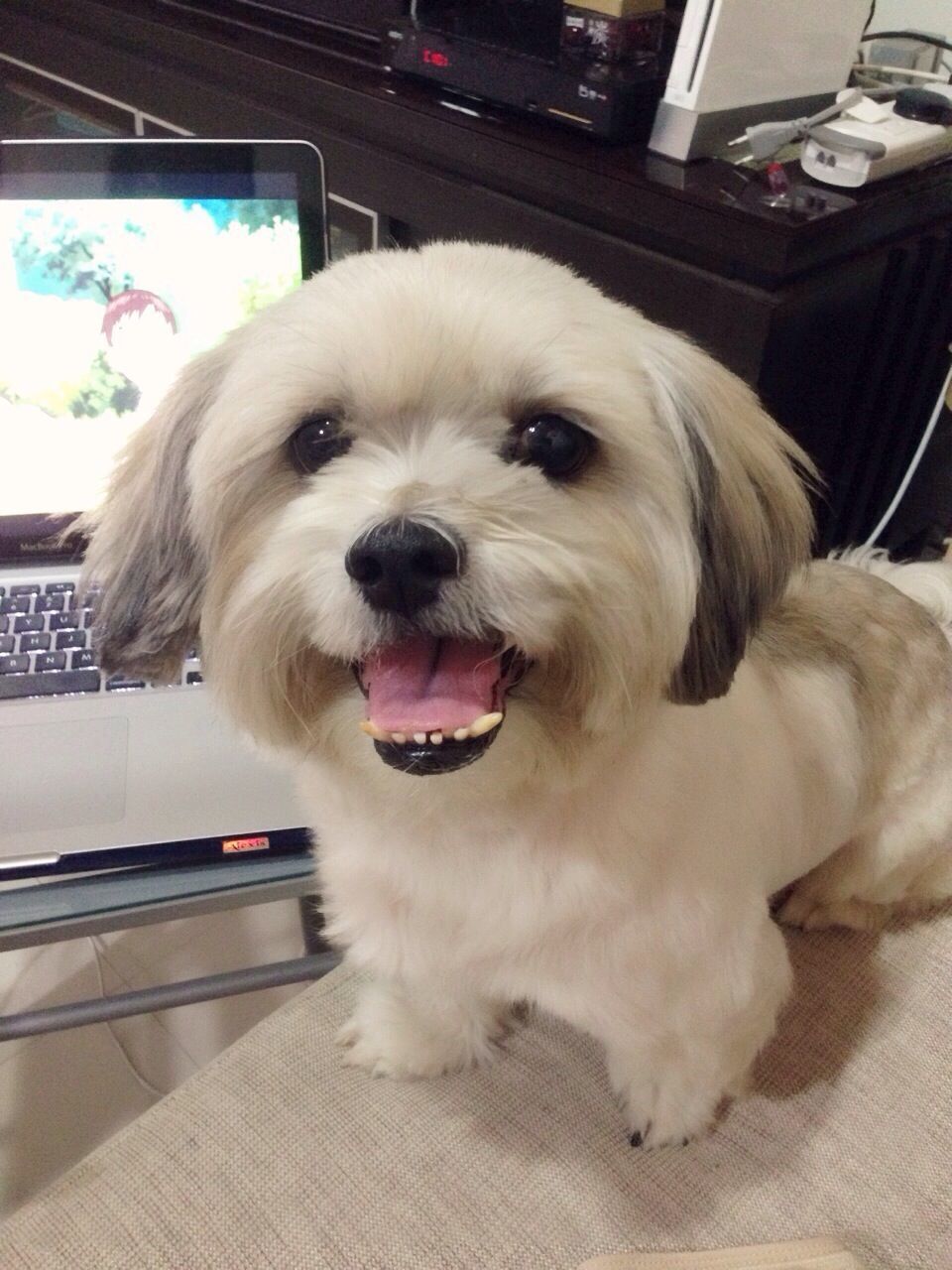 dog, pets, domestic animals, one animal, animal themes, indoors, portrait, mammal, looking at camera, sitting, close-up, home interior, animal head, relaxation, loyalty, animal hair, no people, car, front view