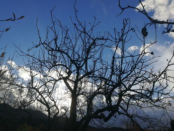 Low angle view of silhouette tree against clear sky