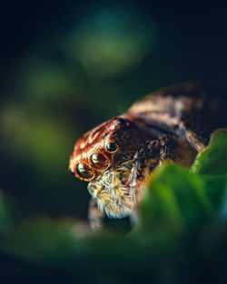 Closeup of an anarrhotus sp. jumping spider. these spiders are undeniably cute.