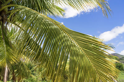 Low angle view of palm trees against sky