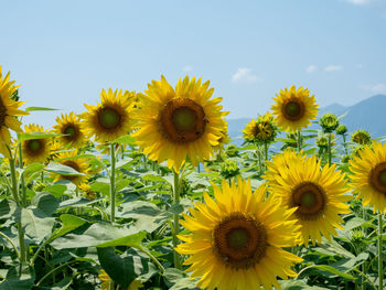 Close-up of yellow sunflower against sky