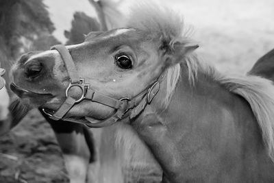 Close-up of an animal against blurred background