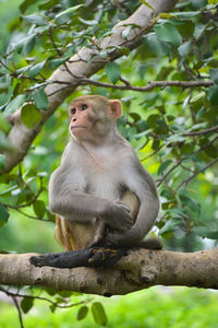 Monkey sitting on tree branch