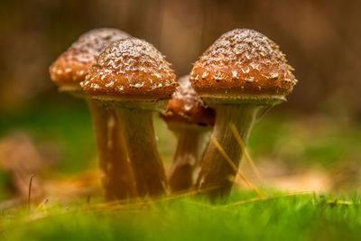 Close-up of mushrooms growing on grassy field