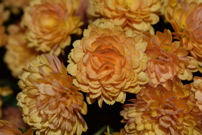 Full frame shot of orange flower