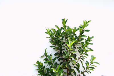 Close-up of plant against white background