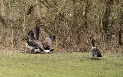 Birds in a field