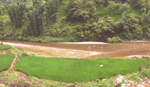 Trees and plants on field