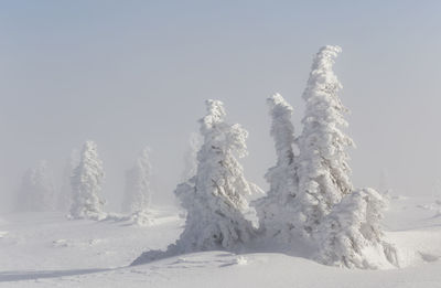 Snow covered landscape against clear sky in vladeasa mountains 