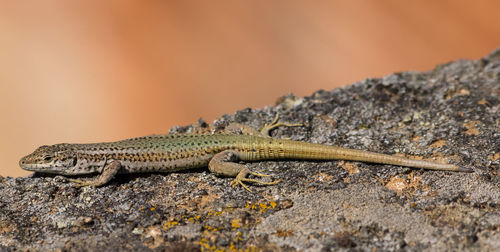 Close-up of lizard on rock