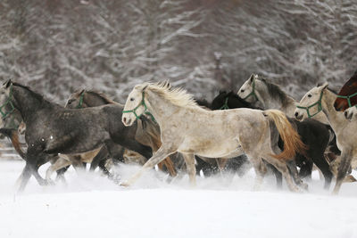 Horse standing on snow covered field