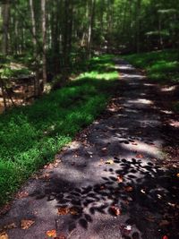 Footpath in forest