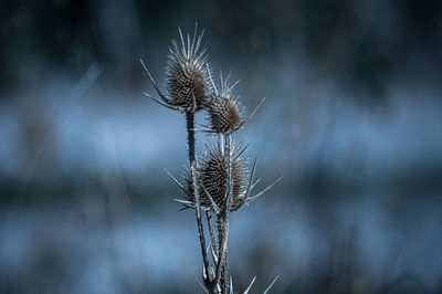 Close-up of wilted plant