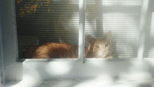 Cat sitting in cage