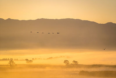 Silhouette birds flying in sky during sunset