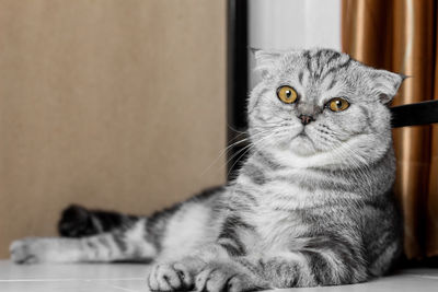 Close-up portrait of a cat looking away