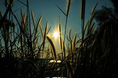 Close-up of silhouette plants on field against sky at sunset