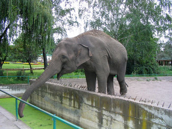 View of elephant in pond at zoo