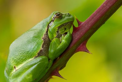 Close-up of green frog on leaf