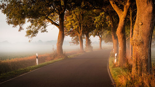 Road amidst trees and plants during foggy weather