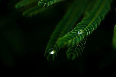 Close-up of leaves