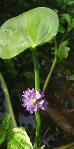 Close-up of purple flowering plant