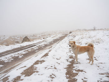 View of white horse on snow covered field against sky