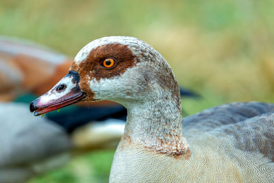 Close-up of a bird