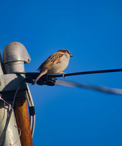 Low angle view of bird perching on cable against clear blue sky