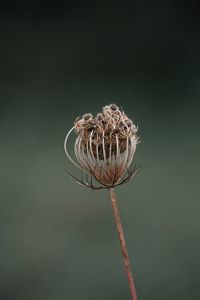 Close-up of wilted flower