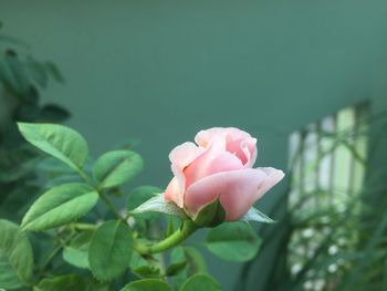 Close-up of pink rose