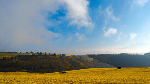 Scenic view of field against sky