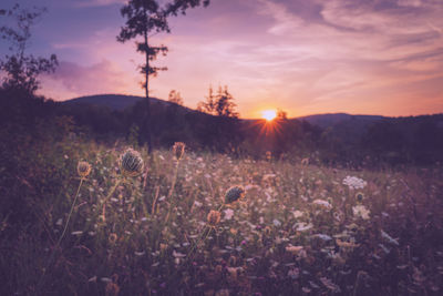 Scenic view of grassy field against sky during sunset