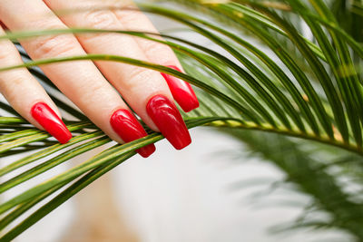 A woman's hand with a beautiful bright red manicure on the background of a palm leaf