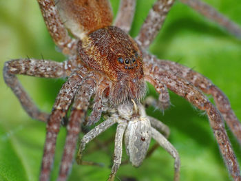 Close-up of spider