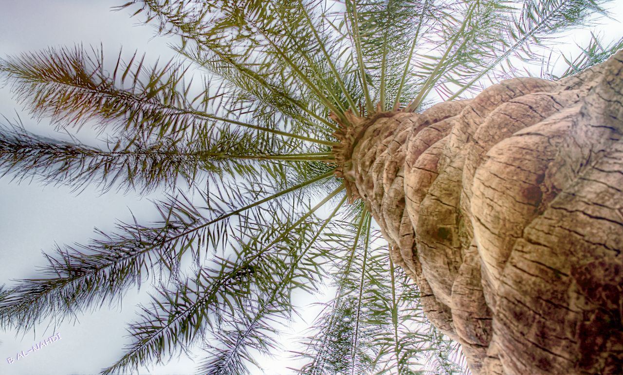 tree, low angle view, branch, growth, tree trunk, nature, tranquility, beauty in nature, clear sky, sky, day, outdoors, no people, scenics, tranquil scene, tall - high, palm tree, forest, natural pattern, sunlight