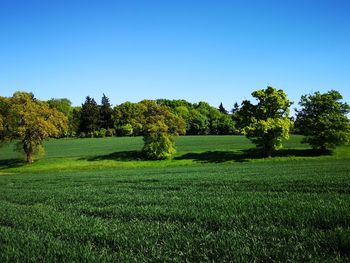 Trees on field against clear blue sky