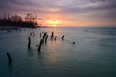 Flock of birds in sea against sky during sunset