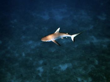 Curious shark