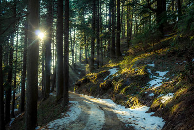 Road amidst trees in forest