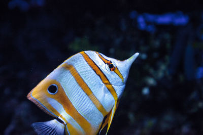 Close-up of fish swimming in aquarium