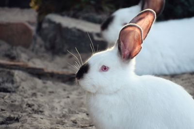 Close-up of a rabbit