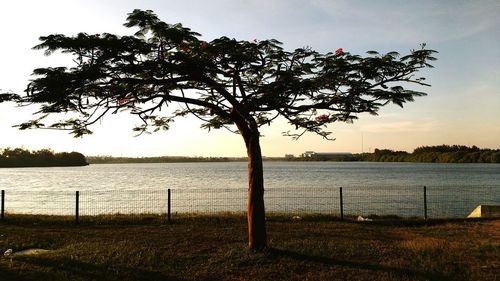 Tree by sea against sky