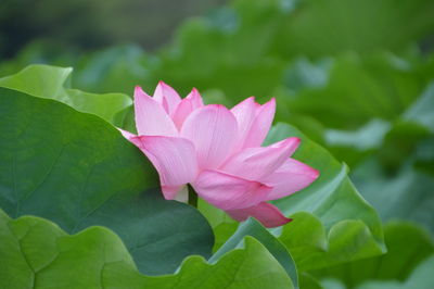 Close-up of pink lotus water lily